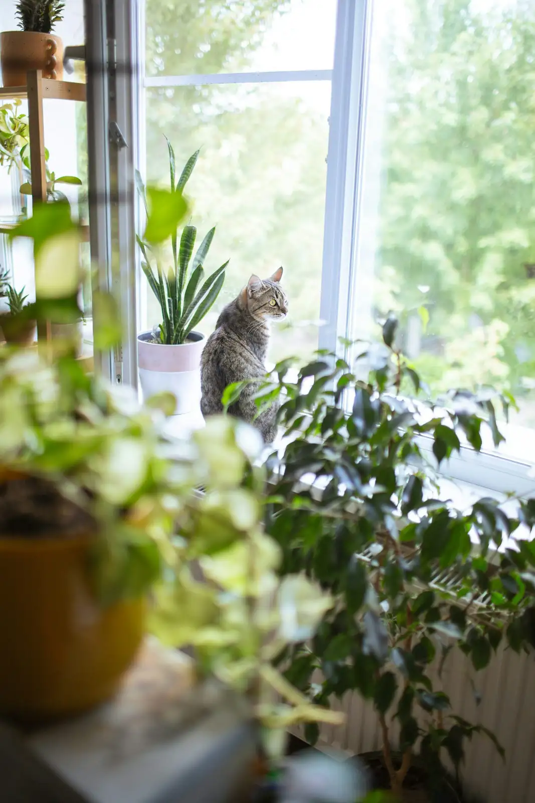 cat near Vicks plant shelf