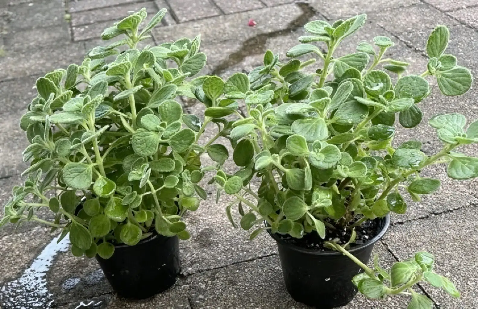 vicks plant trio planting pot