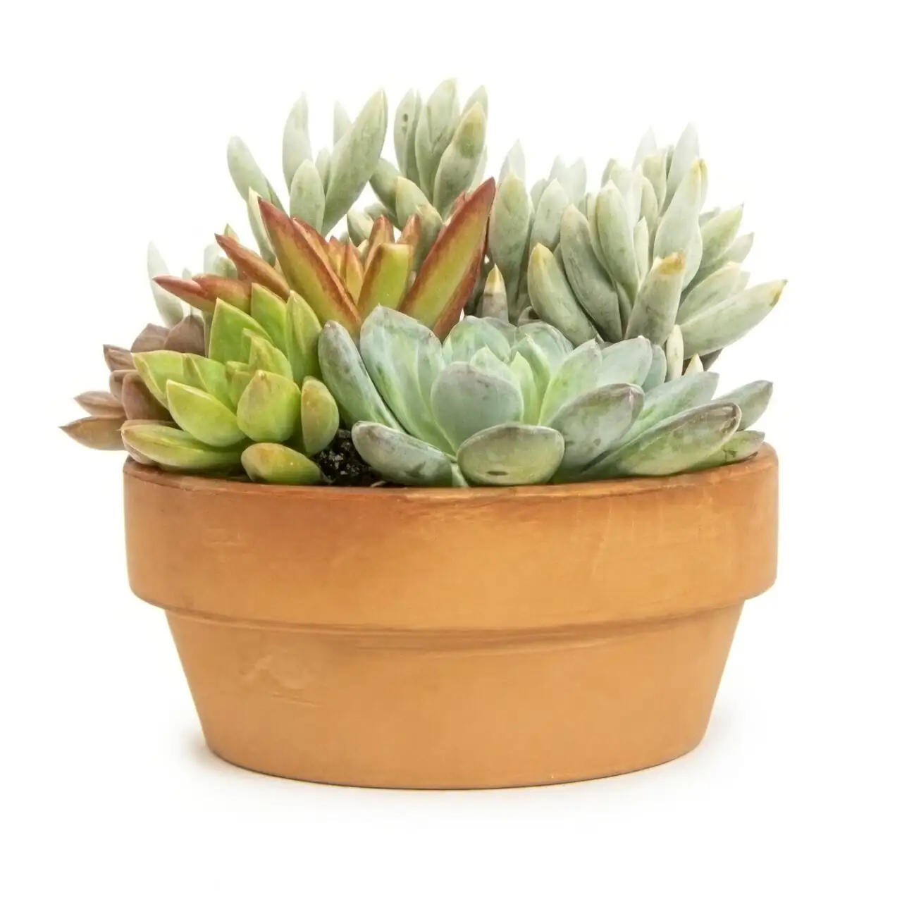 vicks plant gift with ribbon