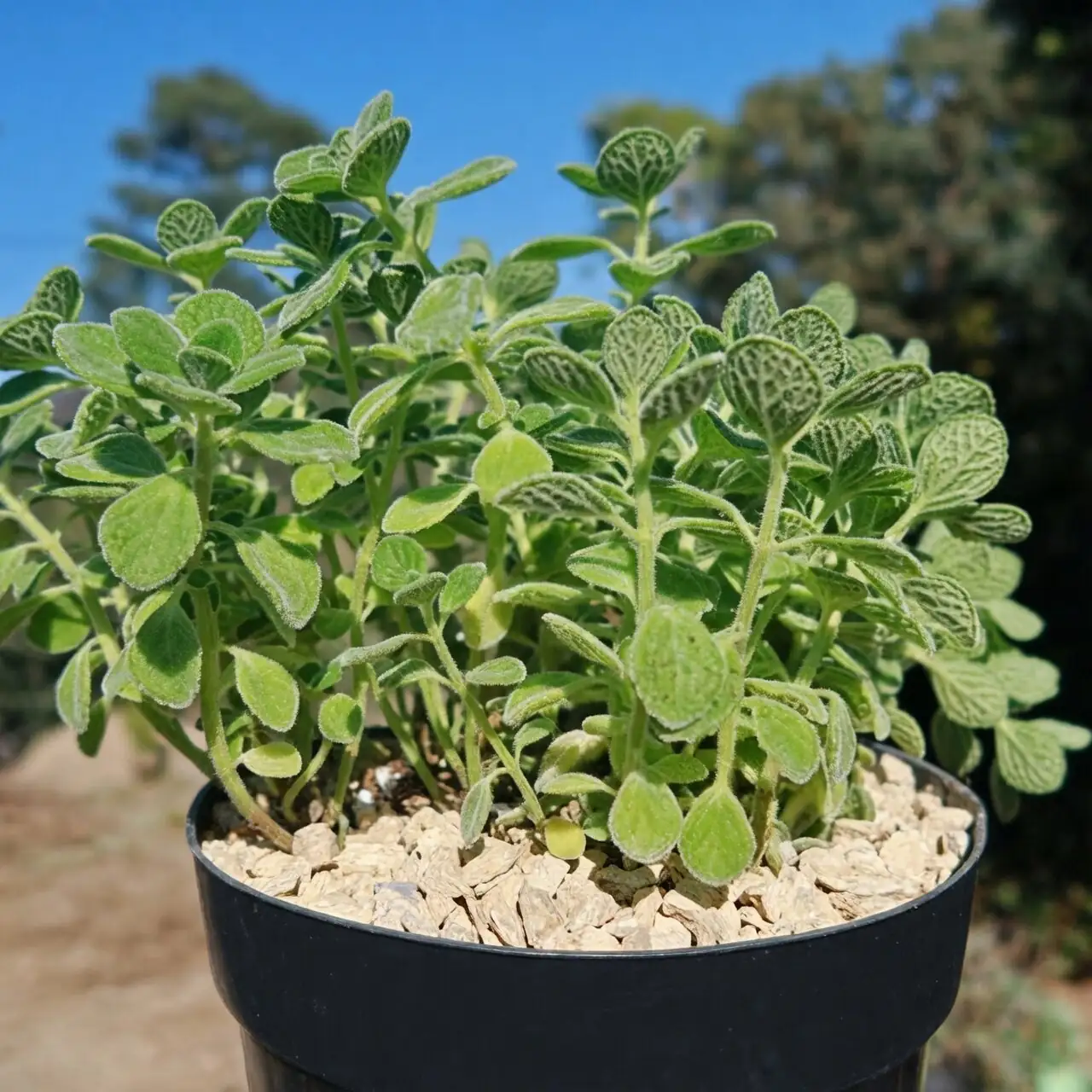 Vicks plant thin leaves low light
