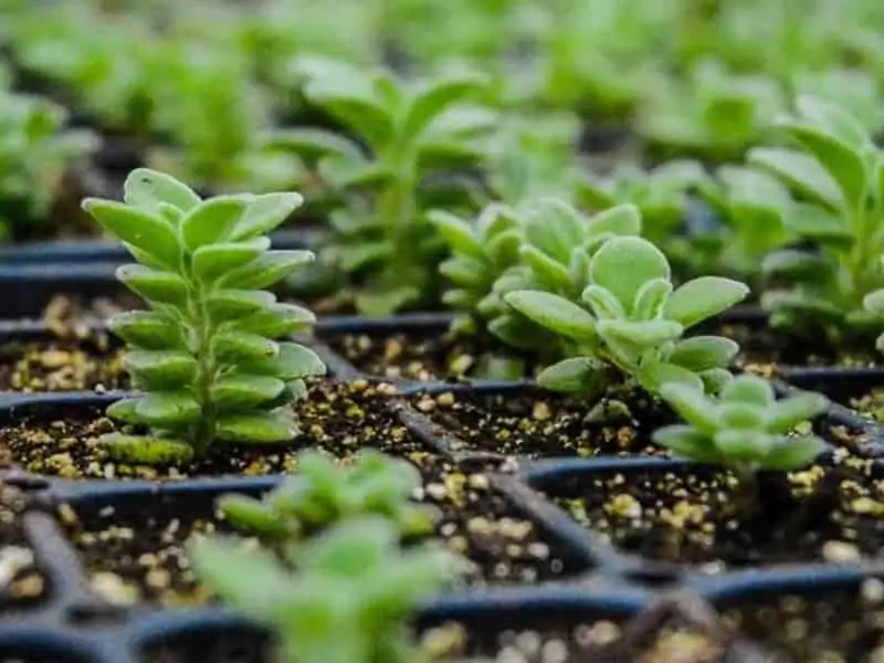 vicks plant water cuttings roots