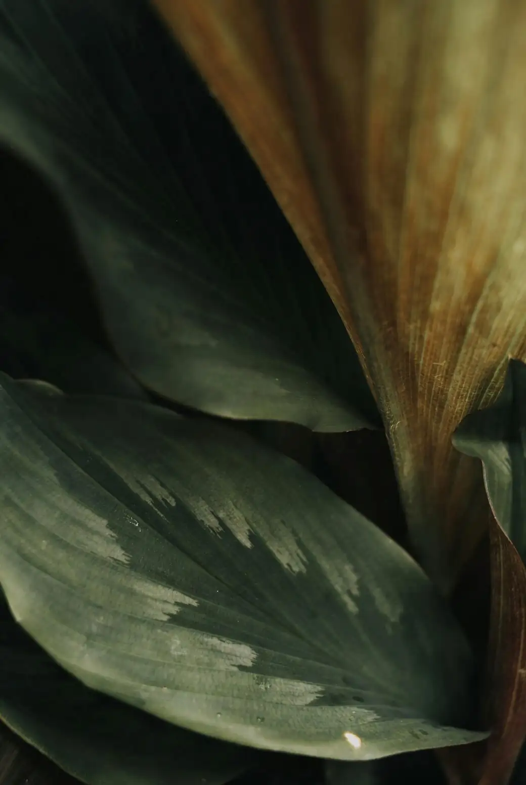 vicks plant fuzzy leaves close-up