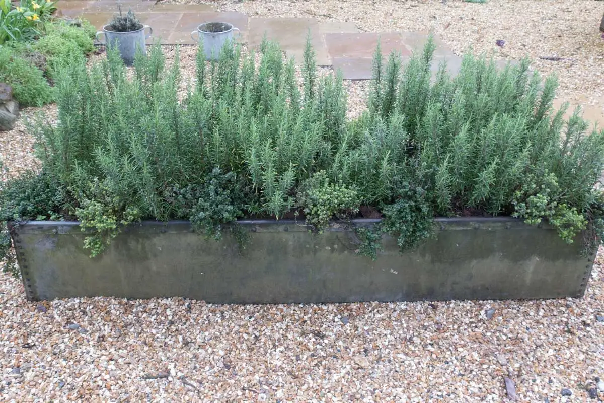 vicks plant with rosemary and mint planter