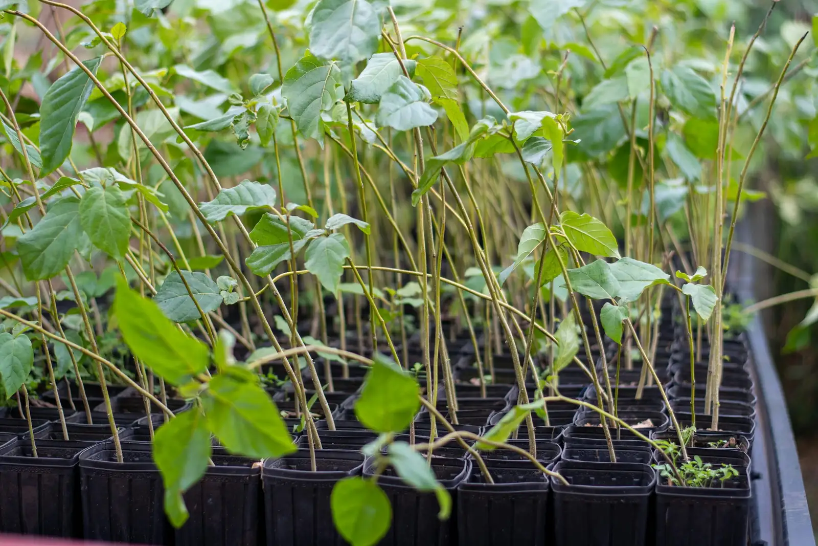 vicks plant group planting pot