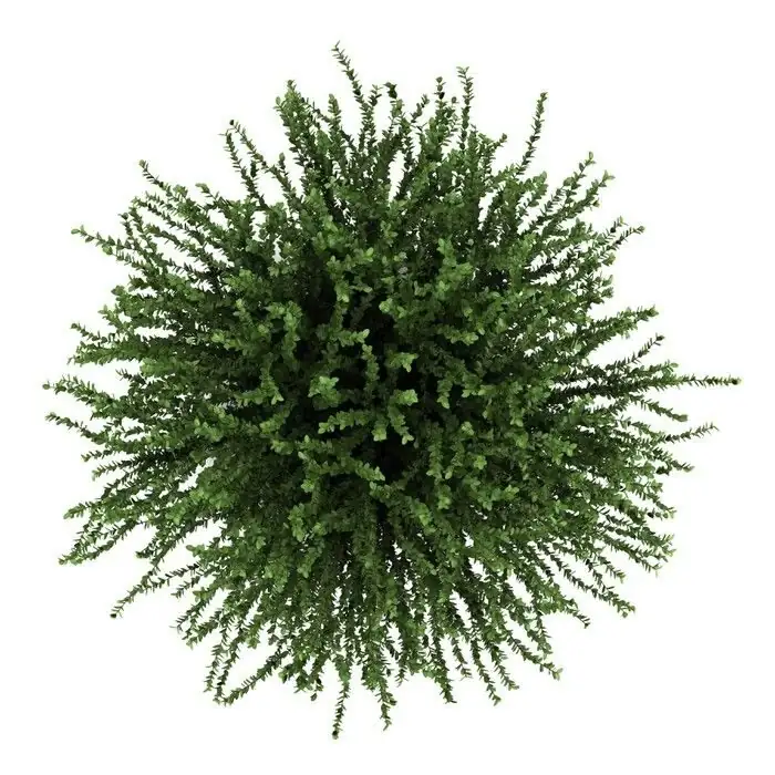 vicks plant top view pot layout