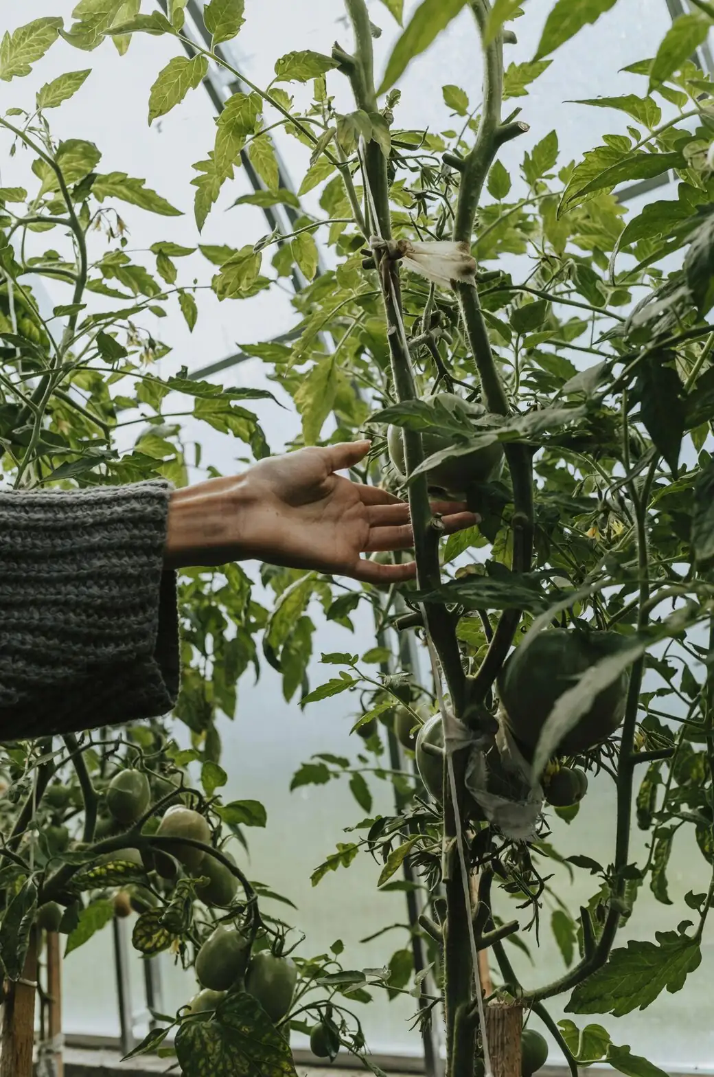 vicks plant pinching tip hand