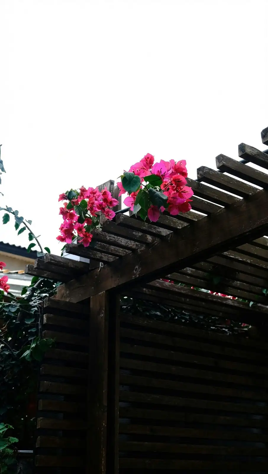 Sun, Stress, and Spectacle: The Bougainvillea Bloom Formula (Your Seasonal Care Playbook)
