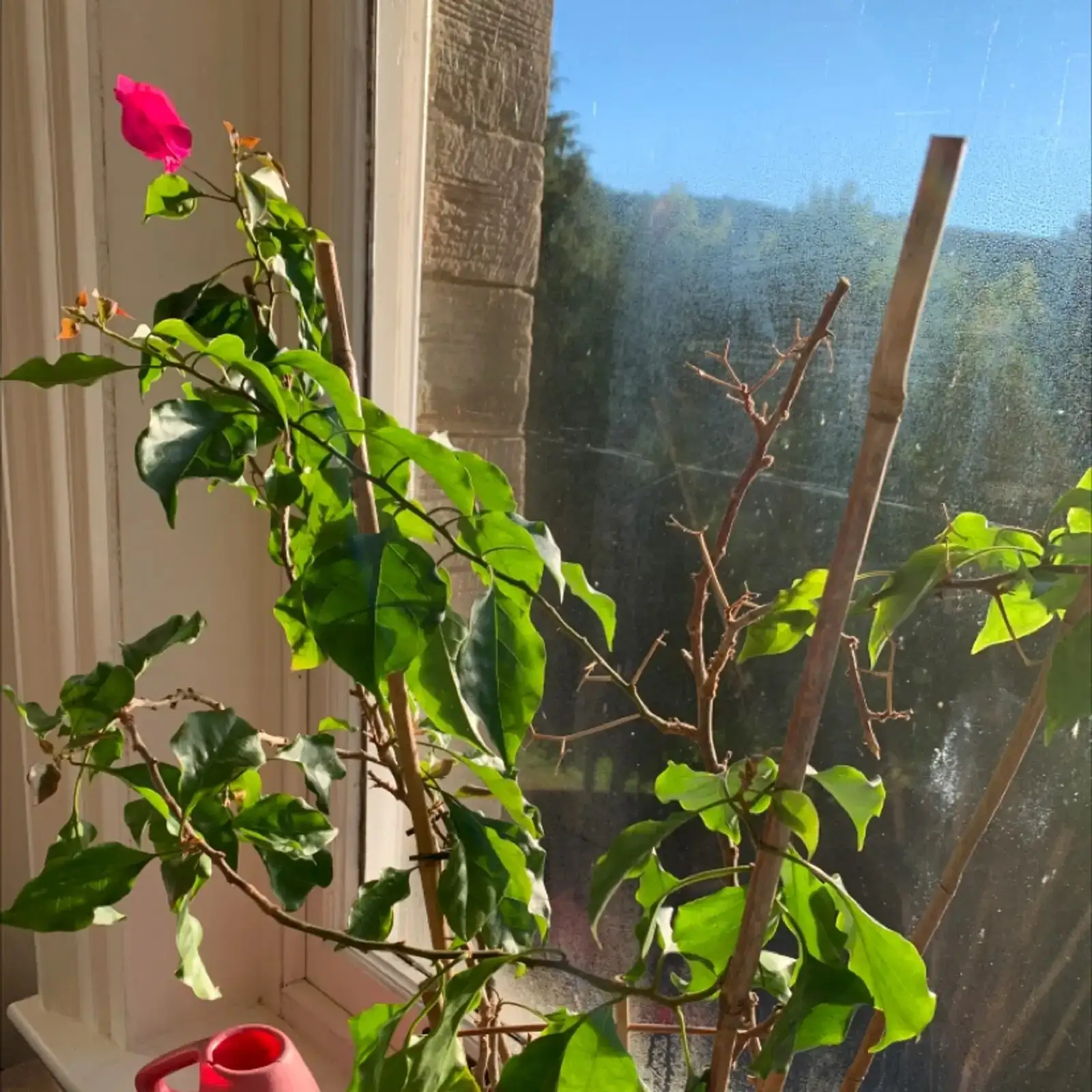bougainvillea pruning hands trellis