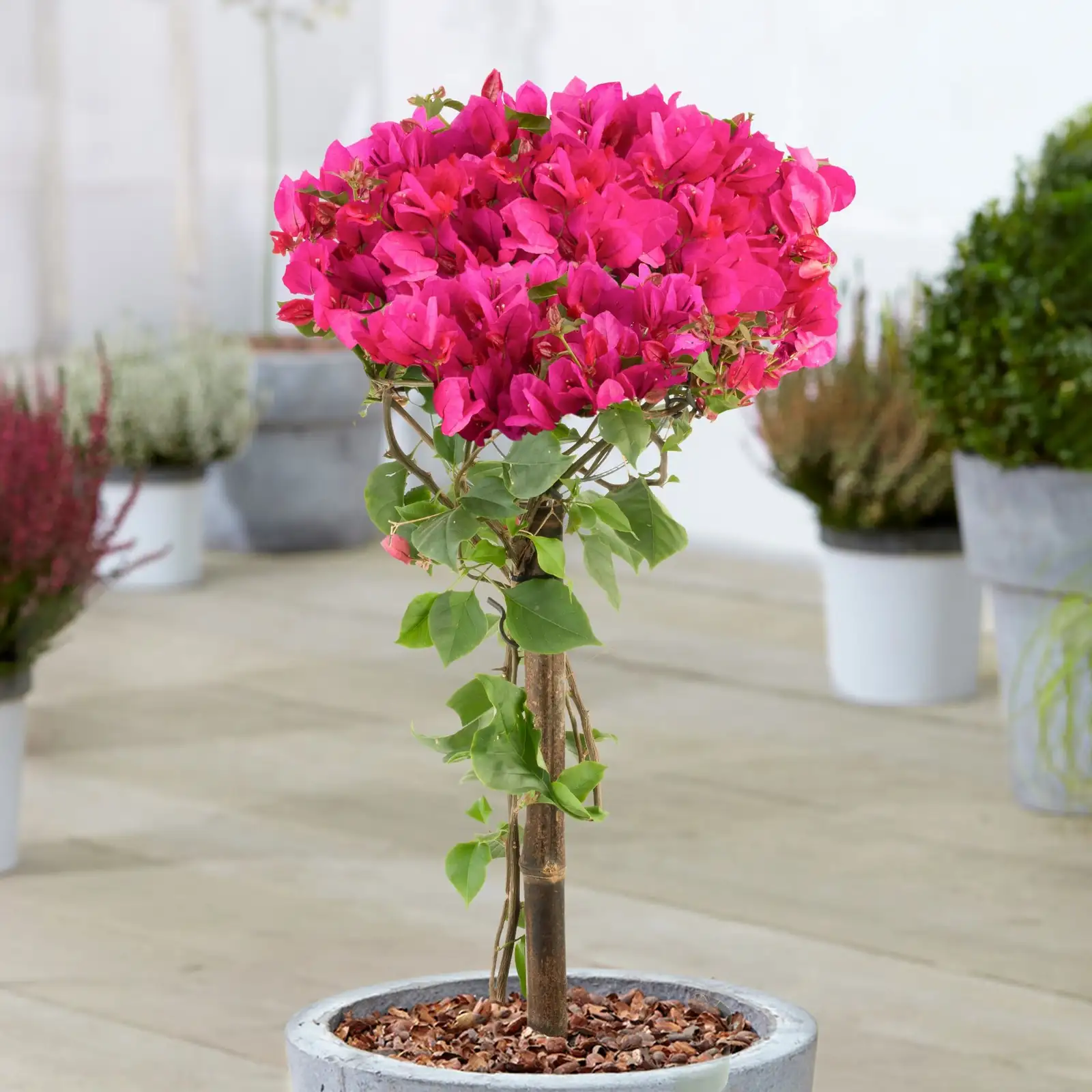 bougainvillea container watering patio