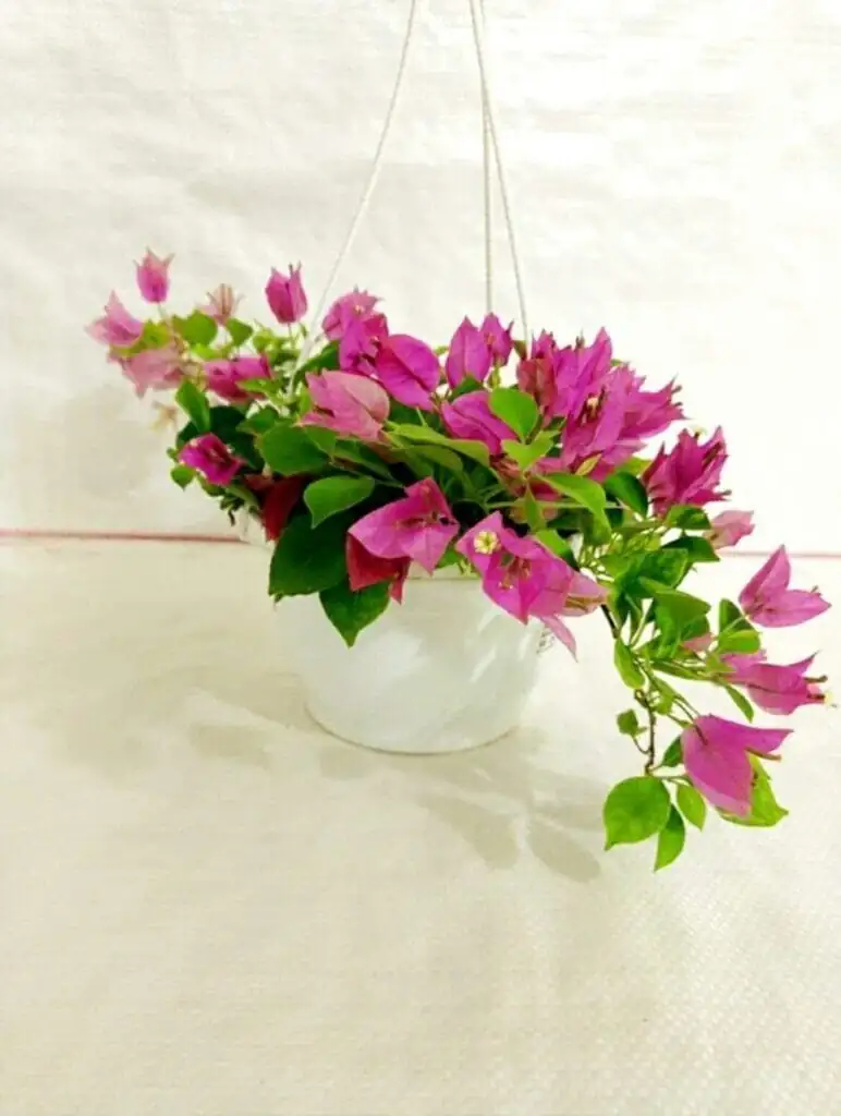 bougainvillea indoor sunny window