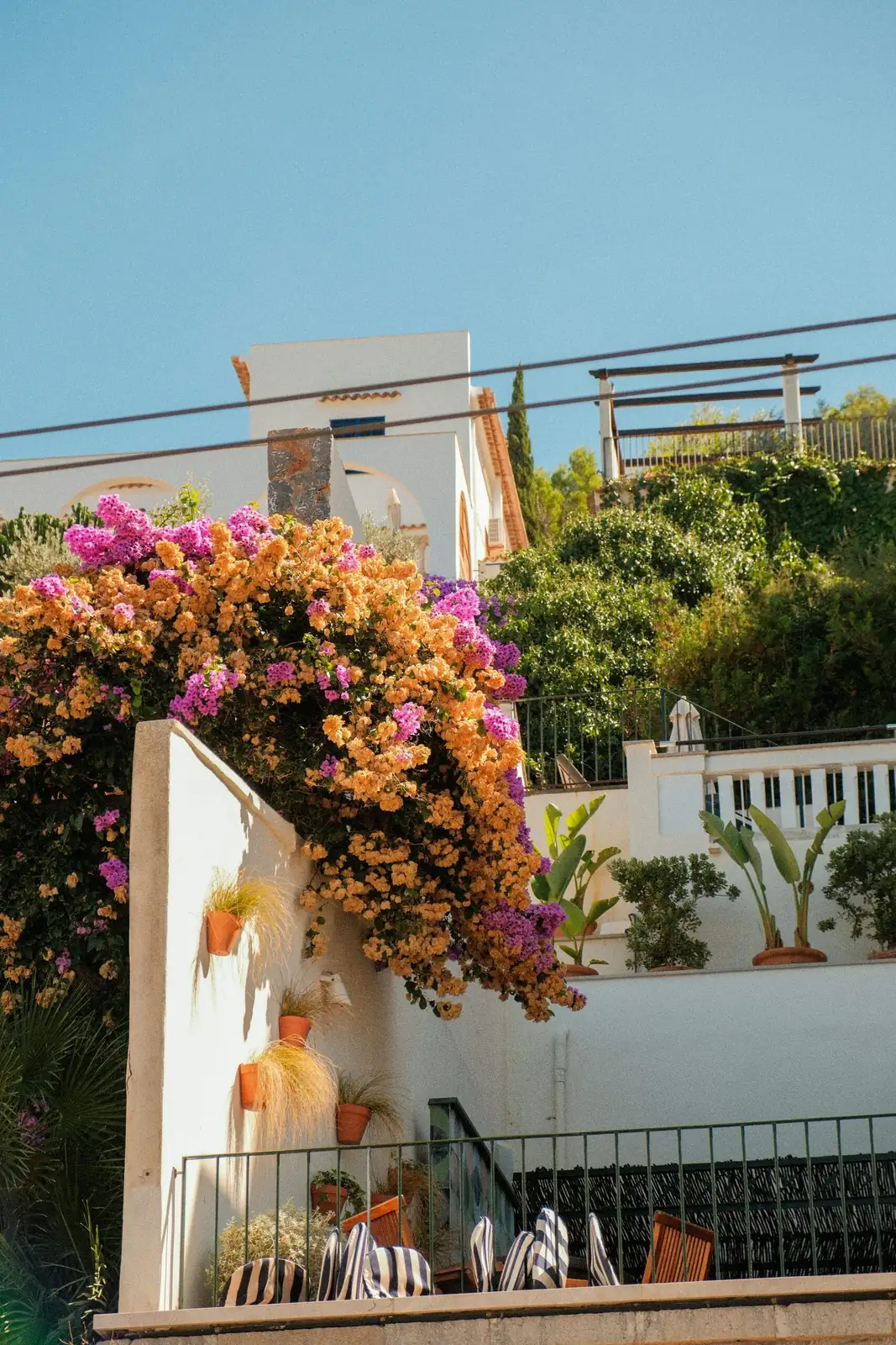 Why Did My Color Confetti Fall Off? A No-Panic Bougainvillea Troubleshooting Clinic