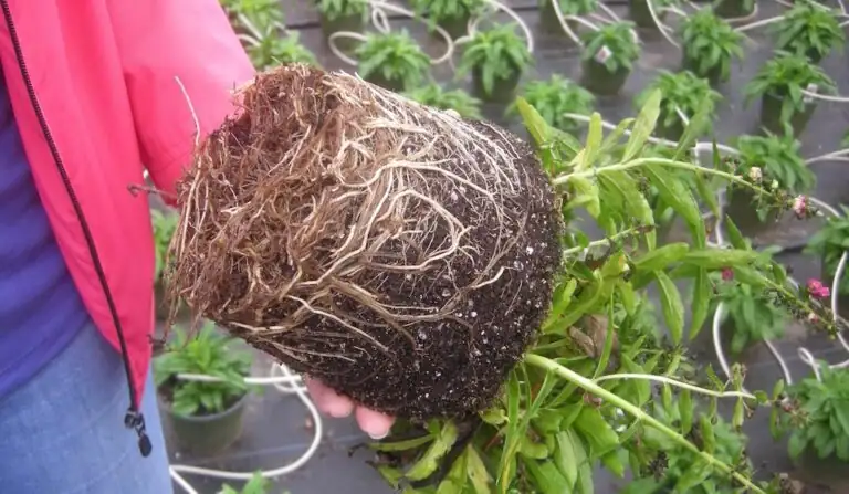 bougainvillea roots root rot trim