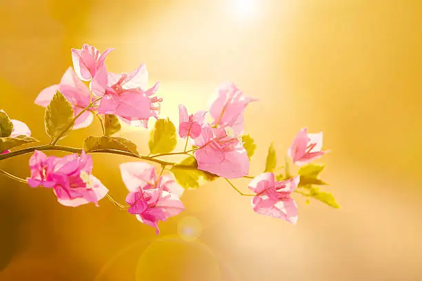 bougainvillea tip pinching hands