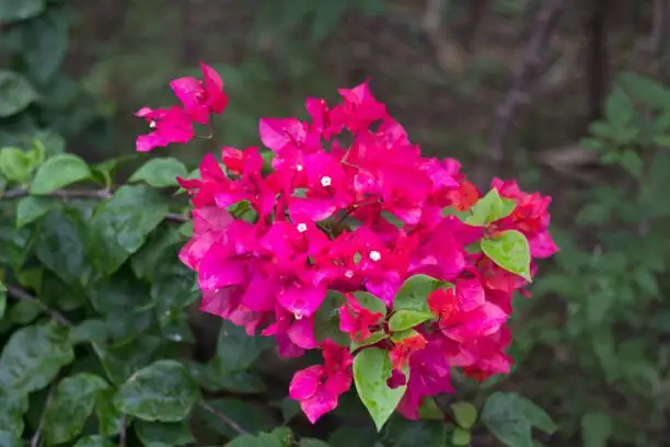 bougainvillea glabra bracts close-up