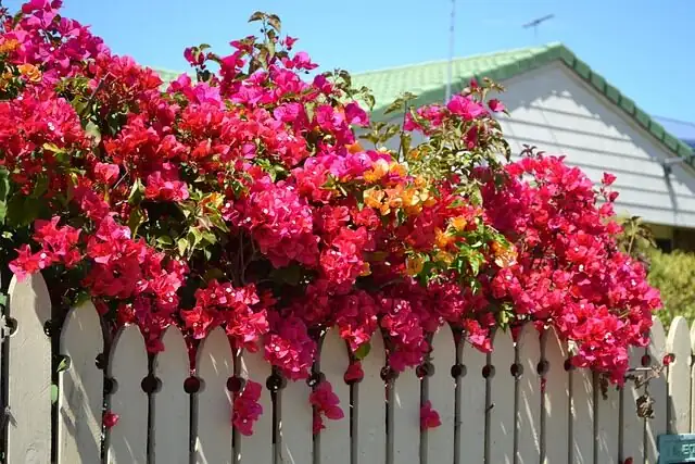 bougainvillea buttiana archway bloom
