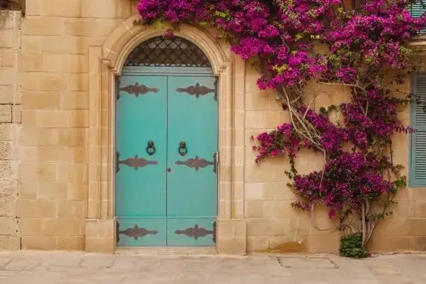 bougainvillea arch over doorway