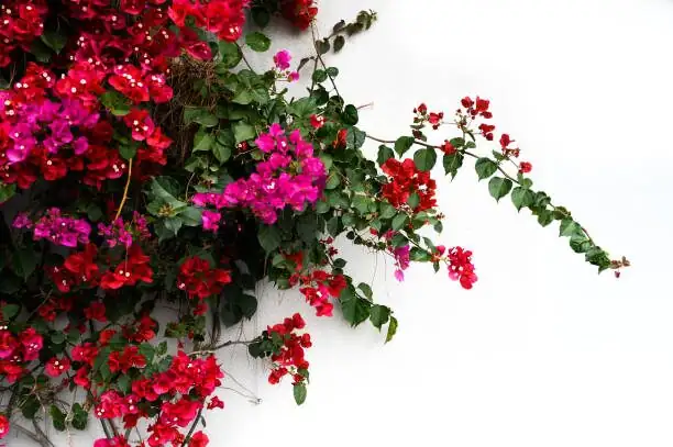 Paperflowers That Aren’t Flowers?! 12 Quirky Truths About Bougainvillea’s Papery Bracts and Tough Personality