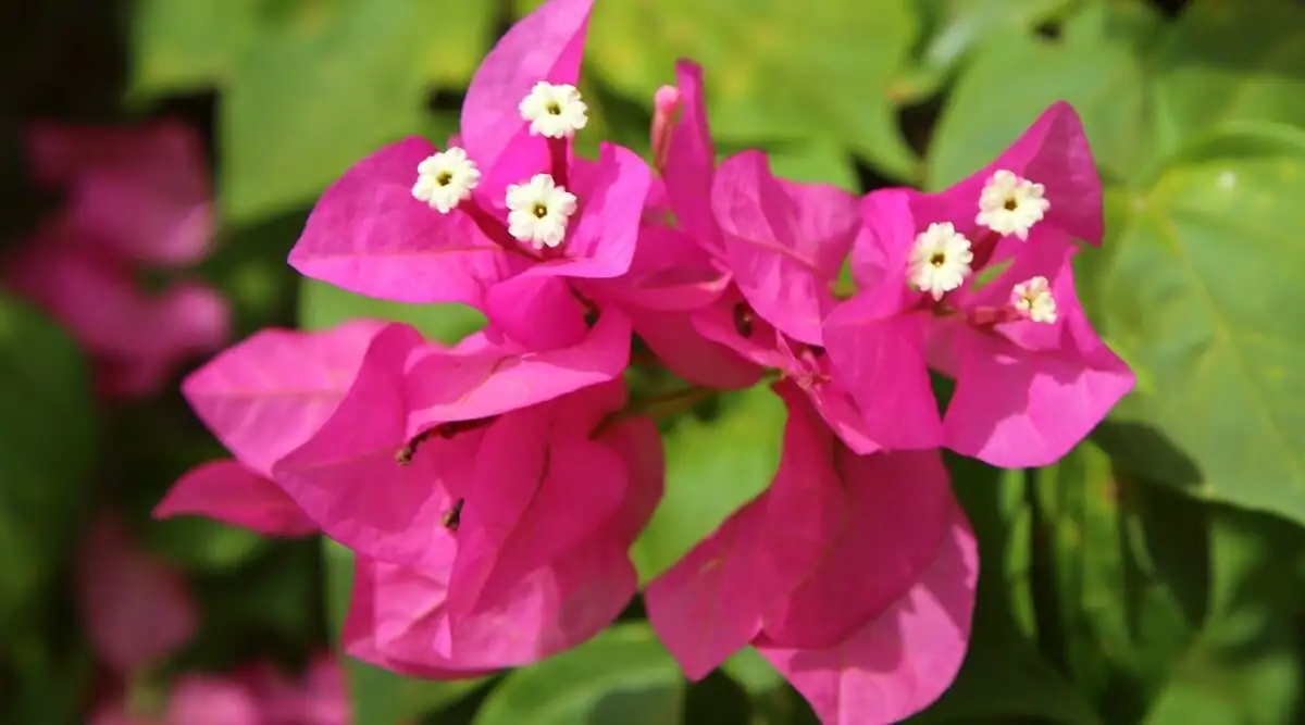 bougainvillea bracts close-up flower