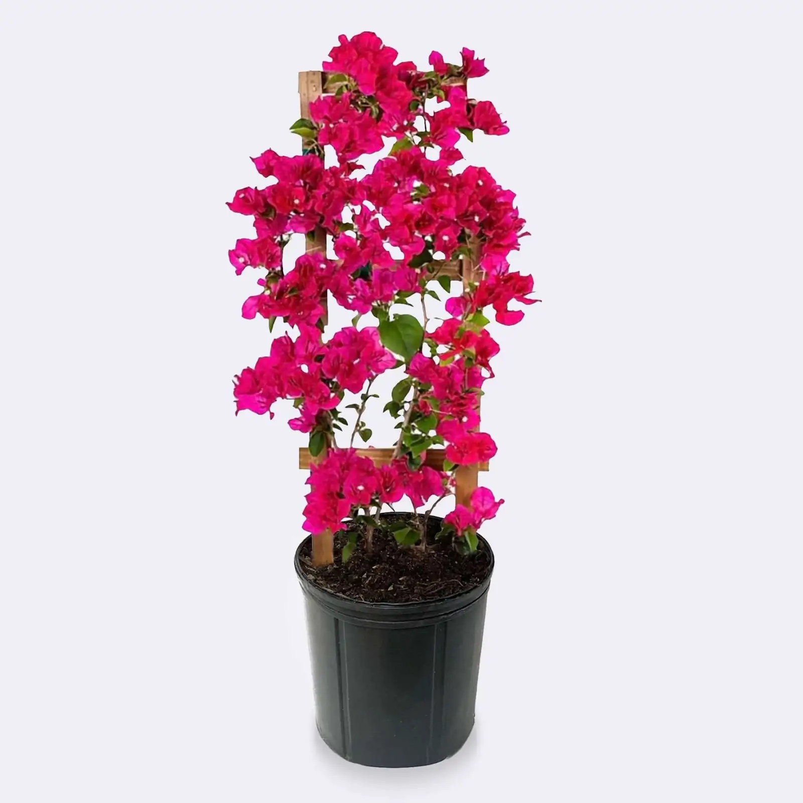 bougainvillea thorns on trellis