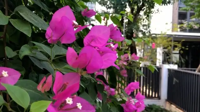 bougainvillea arch trellis garden