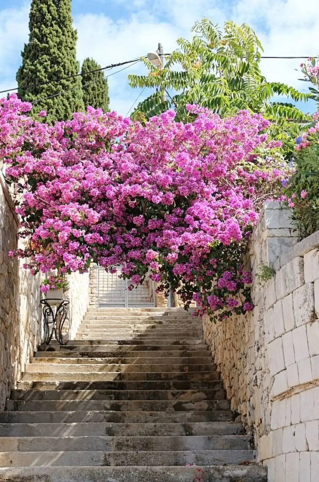 Passion at the Gate: Bougainvillea’s Flower Language—From Chinese Huayu to Mediterranean ‘Welcome’