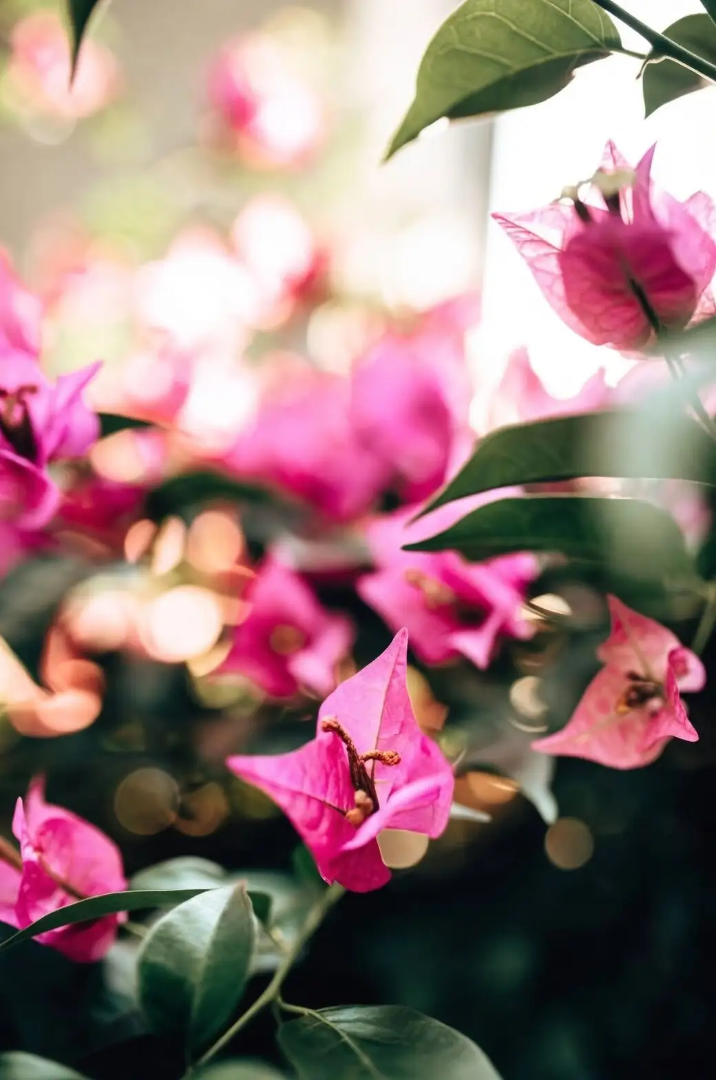 bougainvillea bracts white flowers macro