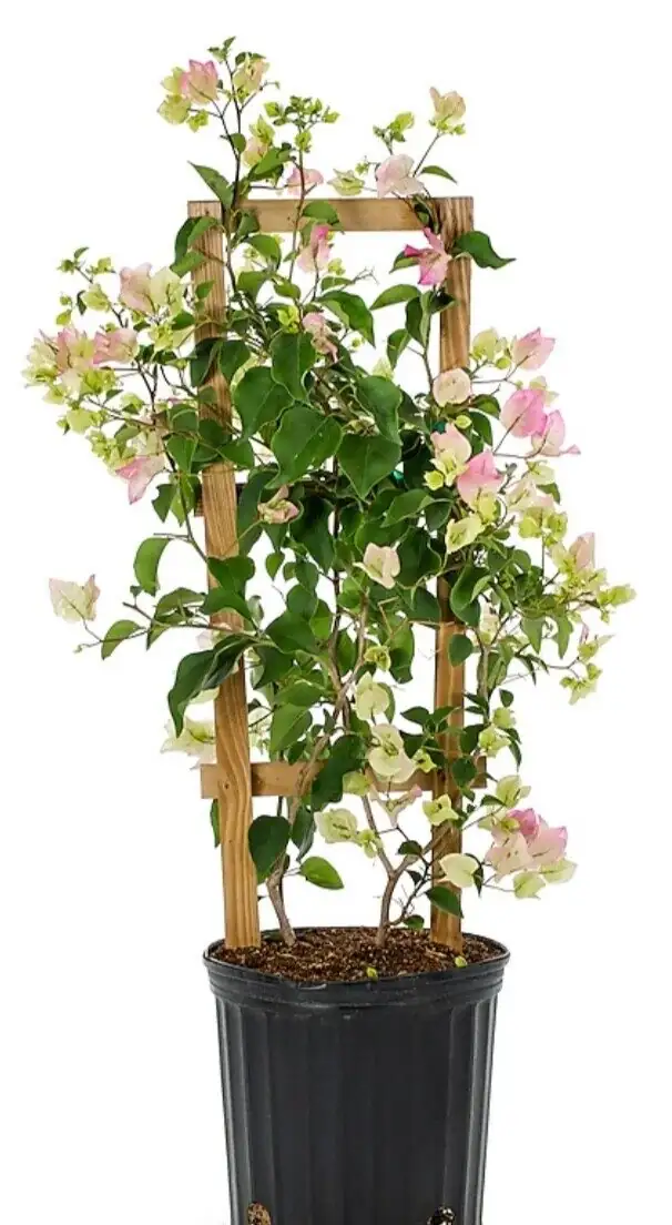 bougainvillea potted bonsai trellis