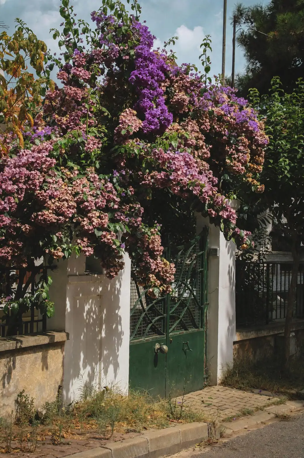 bougainvillea at courtyard gate