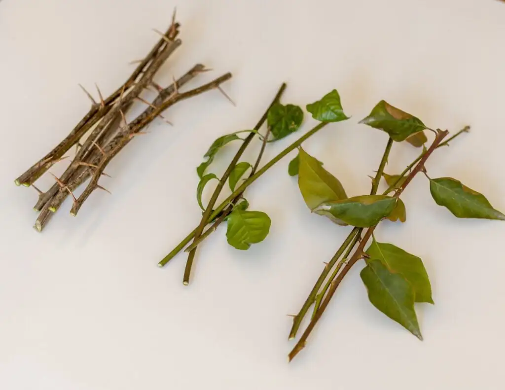 bougainvillea softwood semi-ripe hardwood cuttings