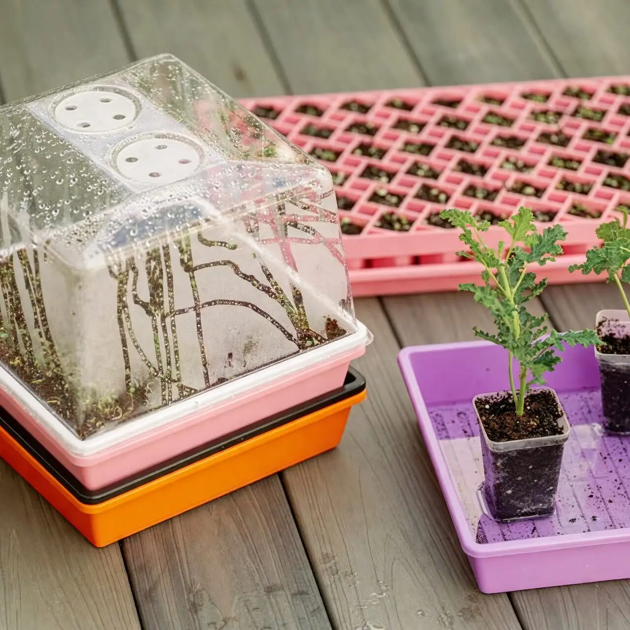 bougainvillea cuttings humidity dome
