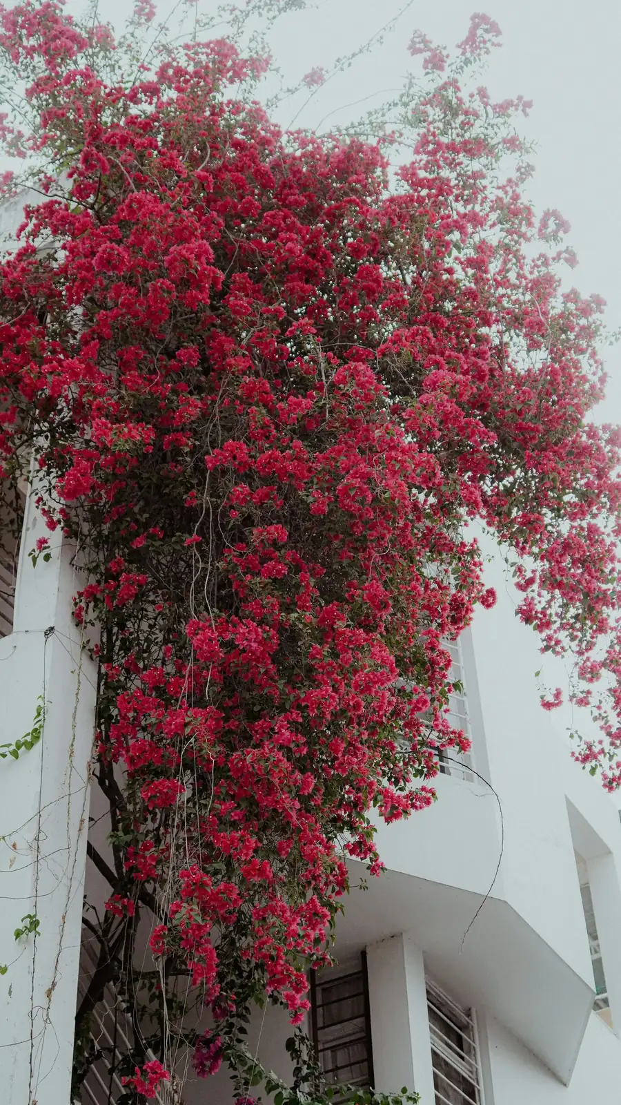 bougainvillea wedge graft close up