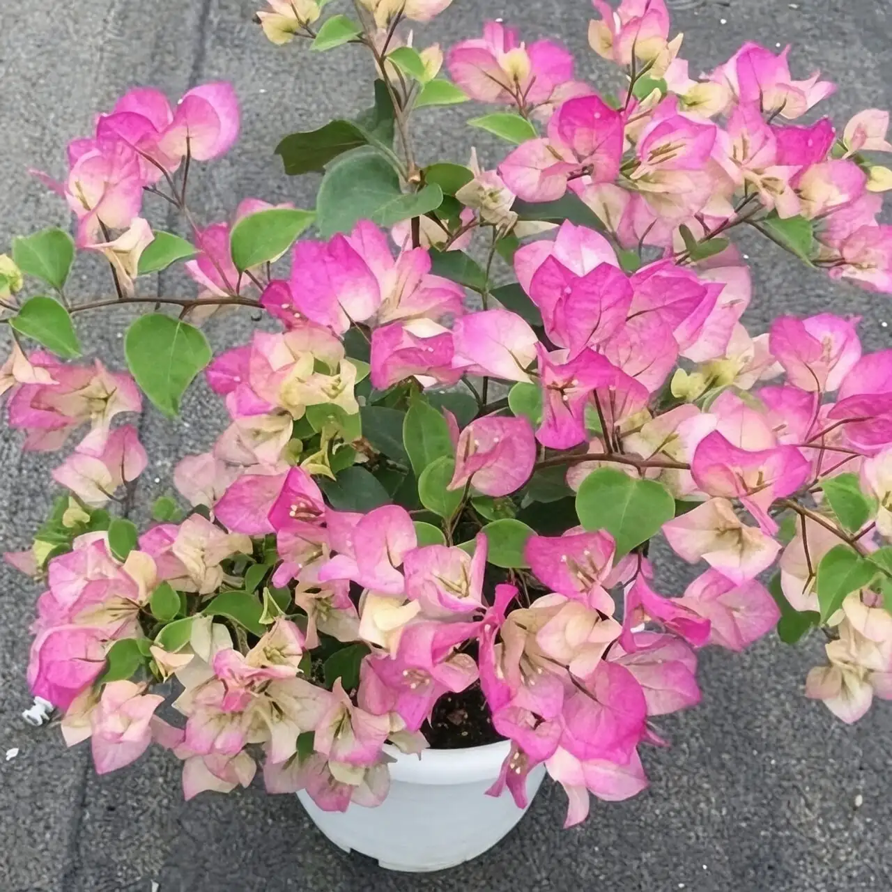 bougainvillea training on trellis ties