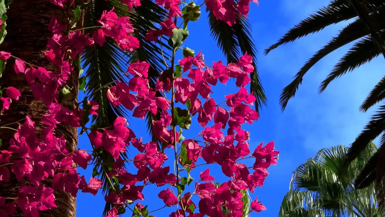 bougainvillea diamond lattice wire trellis