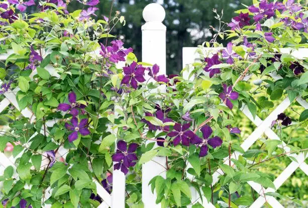 bougainvillea fan espalier balcony trellis