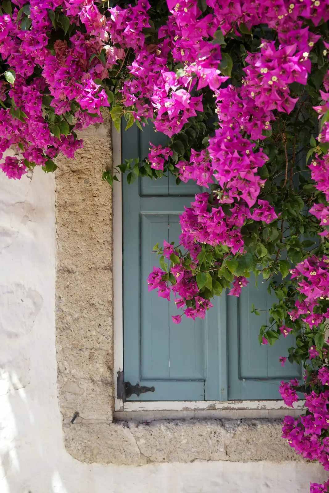 bougainvillea entryway arch in pots