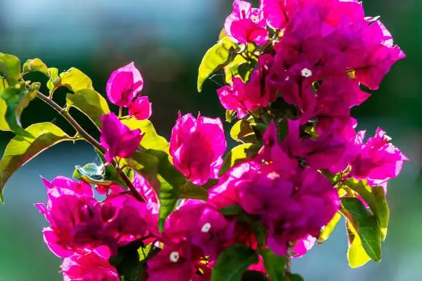 bougainvillea backlit bracts close-up