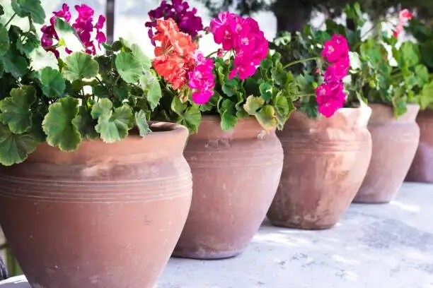 Pot Size Plot Twist: Why Slightly Root-Bound Bougainvillea Bloom Better—and How to Repot Without Sulks