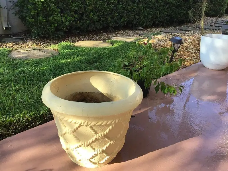 bougainvillea small vs large pot