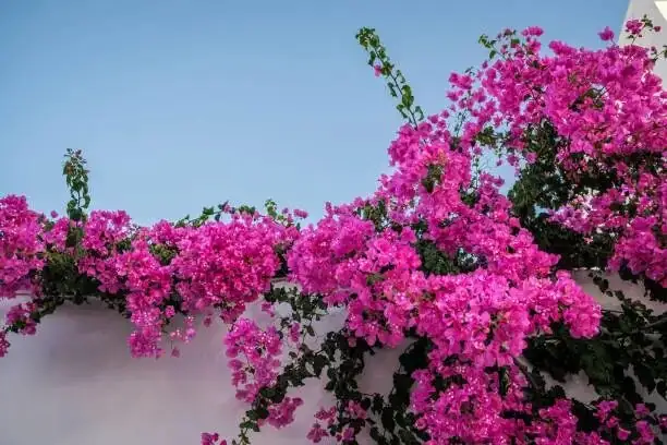 bougainvillea repotting one size up