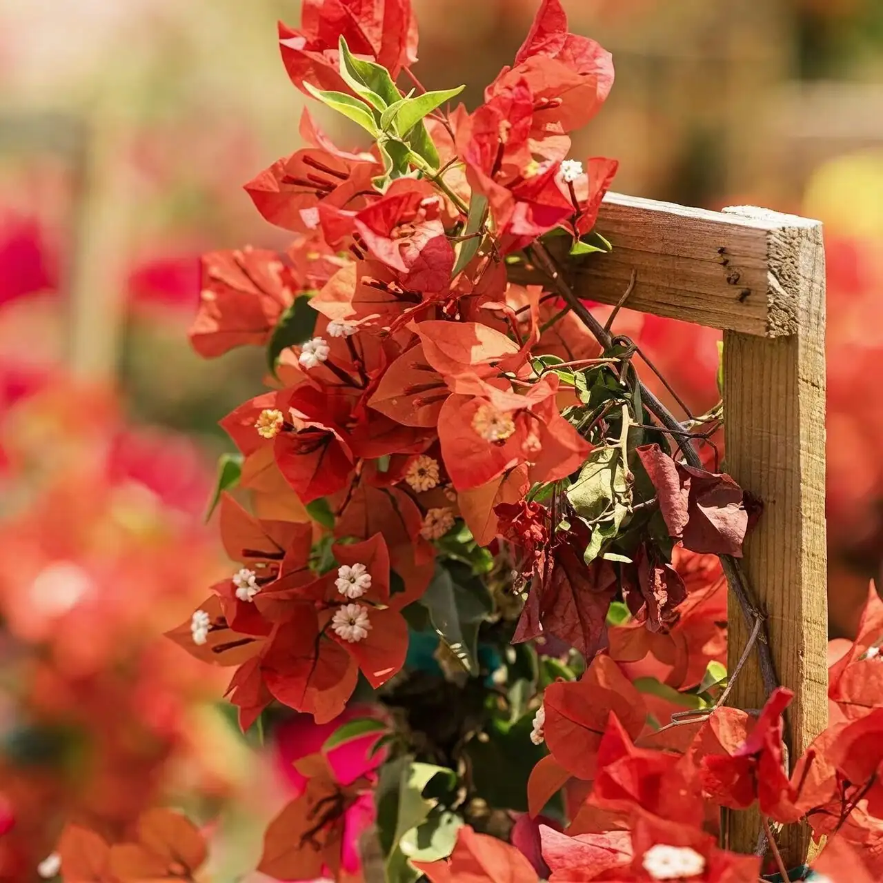 bougainvillea trellis training full sun
