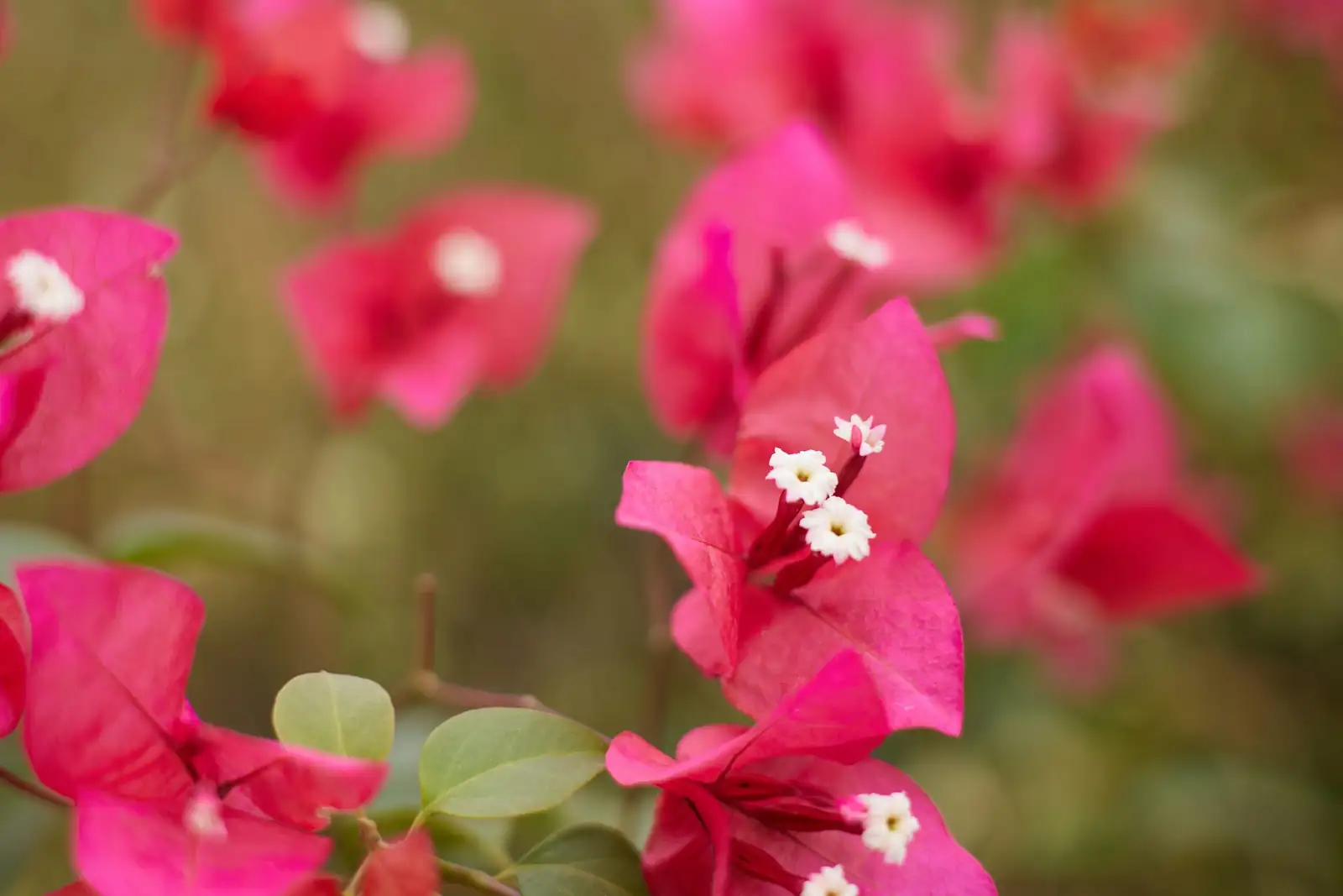 bougainvillea moisture skewer test