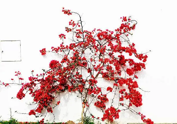 Glabra vs × buttiana: Spot the Differences, Pick Your Color Palette, Time Your Bloom Cycles
