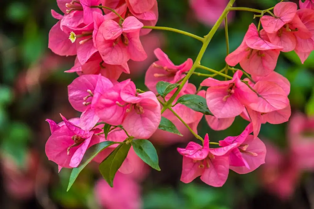 bougainvillea glabra papery bracts close-up