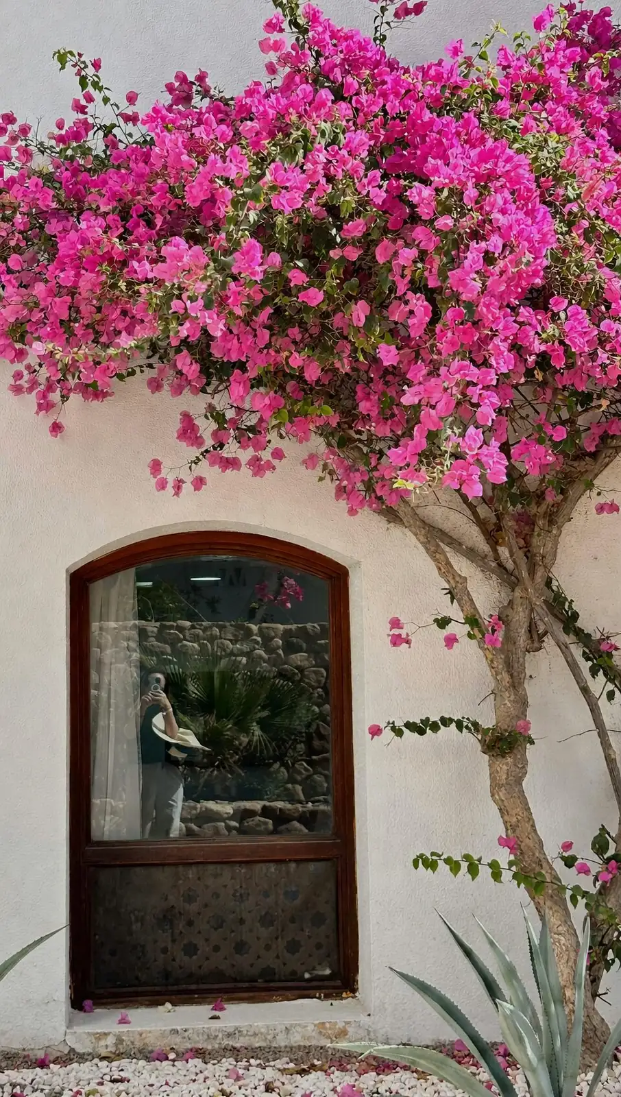 bougainvillea x buttiana apricot bracts