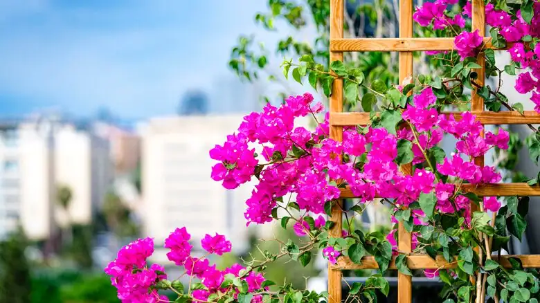 bougainvillea tying canes trellis
