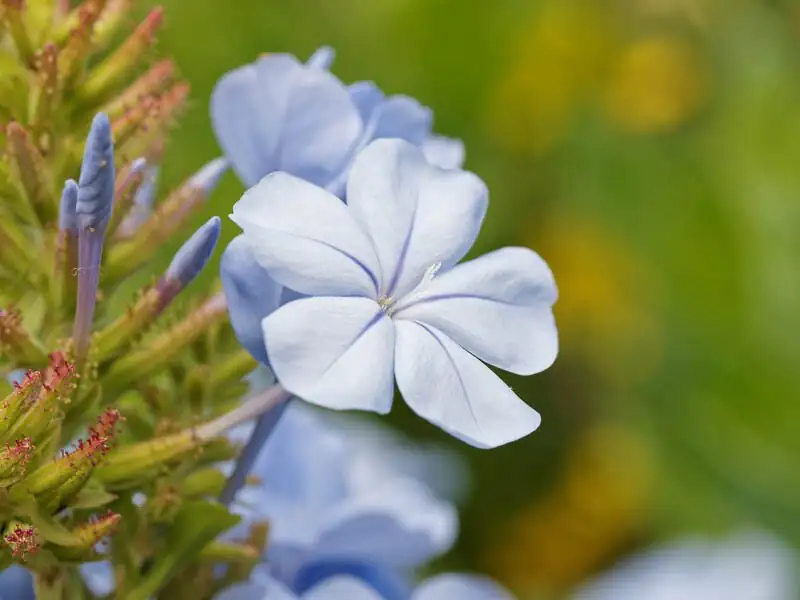 bougainvillea with plumbago blue contrast