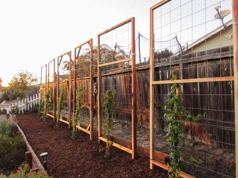 bougainvillea trellis training airflow spacing