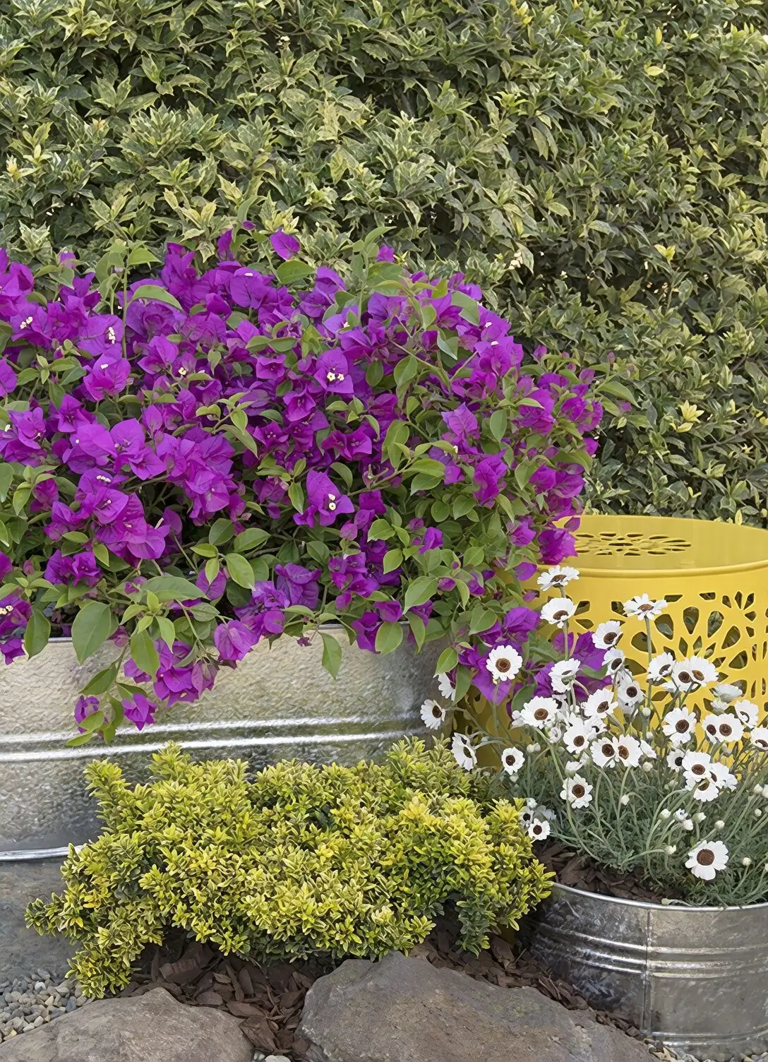 bougainvillea container with rosemary lantana