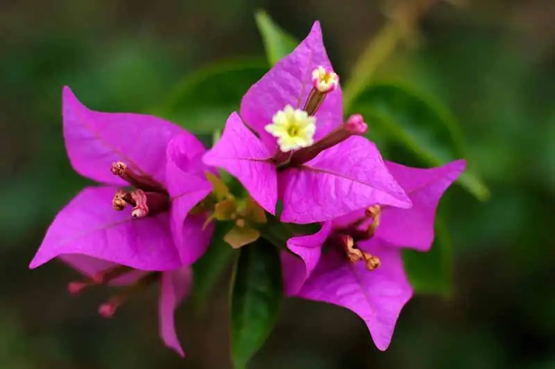 bougainvillea bracts flowers close-up