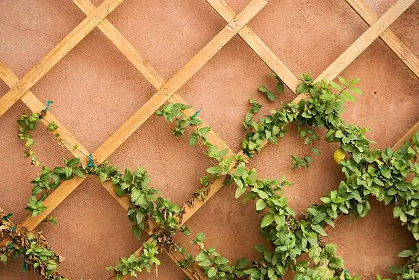 bougainvillea tying canes to trellis
